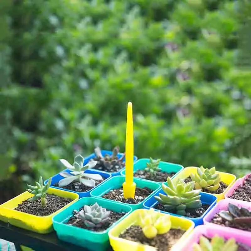 1/10Pcs Sowing Succulents Tran - Succulent Set 评论和价格